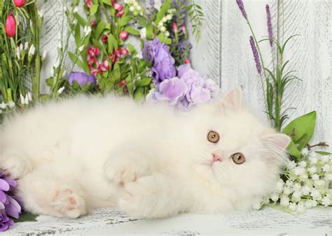 Strawberry Shortcake Strawberry Blonde Persian Kitten For Sale