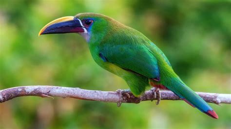 Toucans Beak Birds Wildlife Colorful Green Animals Hd Wallpaper