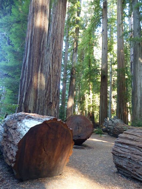 San Francisco to Redwood National Park road trip | Family Road Trip Guru: Kid-friendly Travel Ideas