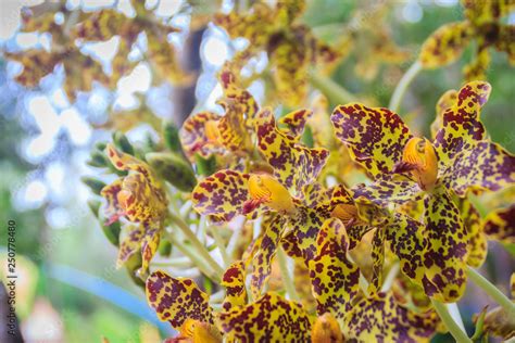 Beautiful tiger orchid flower (Grammatophyllum speciosum) in the public ...