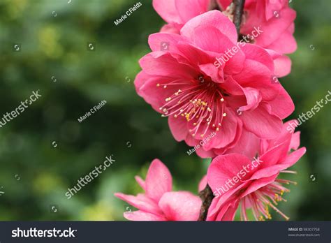 Peach Tree Blossoms Crimson Cascade Weeping Stock Photo 98307758 ...