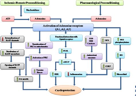 PDF Mechanisms Involved In Adenosine Pharmacological Preconditioning