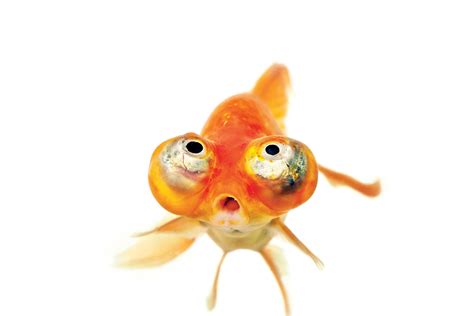 Why Are Goldfish Called Goldfish? Unveiling Mysteries - Vet Advises