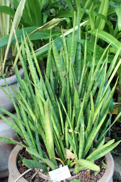 Sansevieria Roxburghiana Schult Schult F Bg Meise Flickr