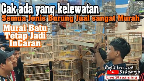 MINGGU EDAN PEMBELI RAME OBRAL MURAI BATU DAN SEMUA JENIS BURUNG