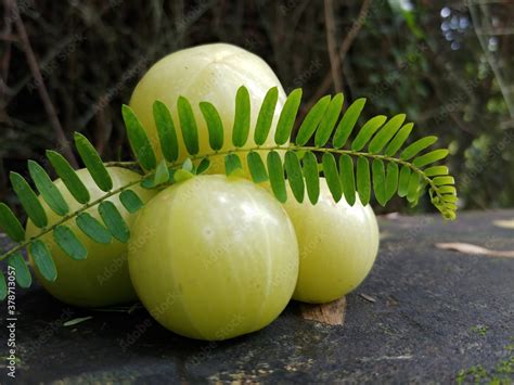 Indian Gooseberry Stock Photo | Adobe Stock