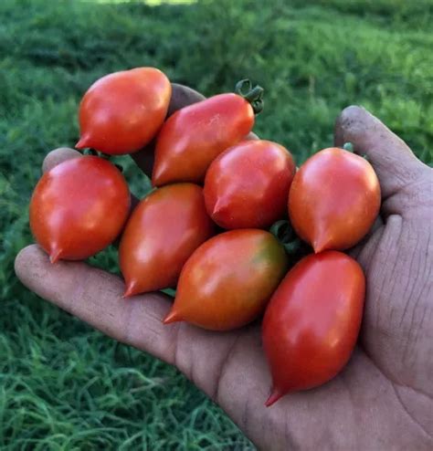 Semillas Tomate Cherry Pomodorino Piennolo Del Vesuvio