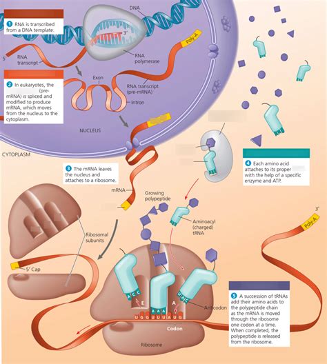 Summary Of Transcription And Translation In A Eukaryotic Cell Diagram