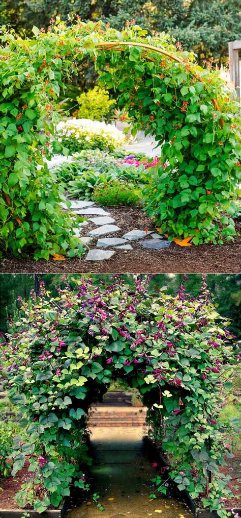 20 Favorite Flowering Vines And Climbing Plants A Piece Of Rainbow