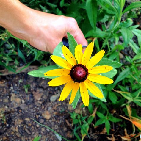 The Fate of Pollinators – Exploring Green