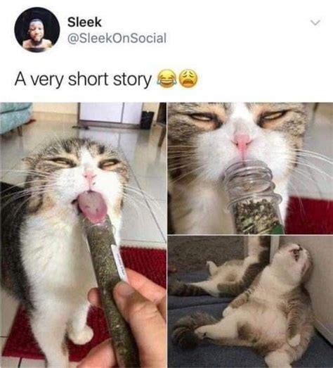 pin  sharna  felinity funny cat memes cute funny animals