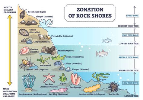 Ocean Zones Chart