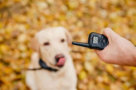 What Is A Dog Training Collar And How Does It Work? | My Dog Collar