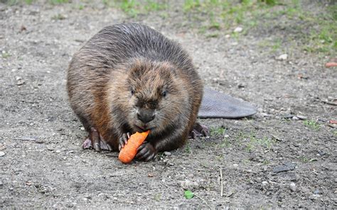 Beaver Eating Foraging Free Photo On Pixabay