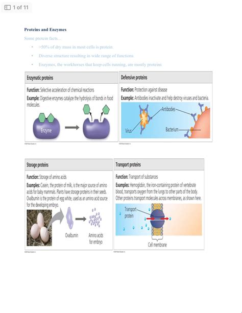 Enzymes and Proteins - Etsy