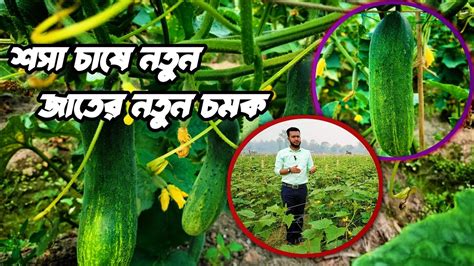 তামিম প্লাস শসার অবিশ্বাস্য ফলন Youtube