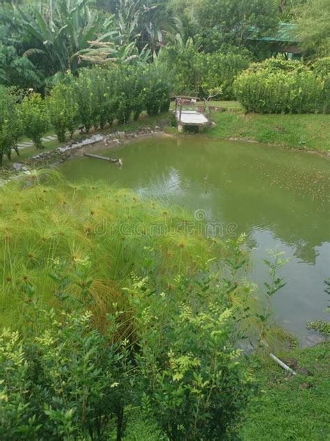 Cluster Of The Cyperus Papyrus Plant Growing By The Pond Stock Photo