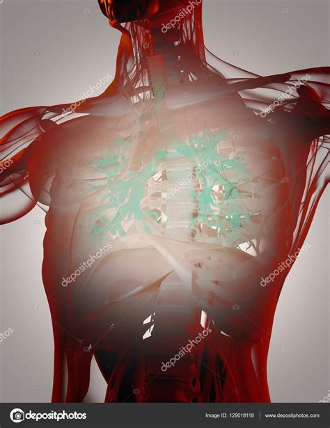 Human Bronchus Anatomy Model Stock Photo By AnatomyInsider 129018118