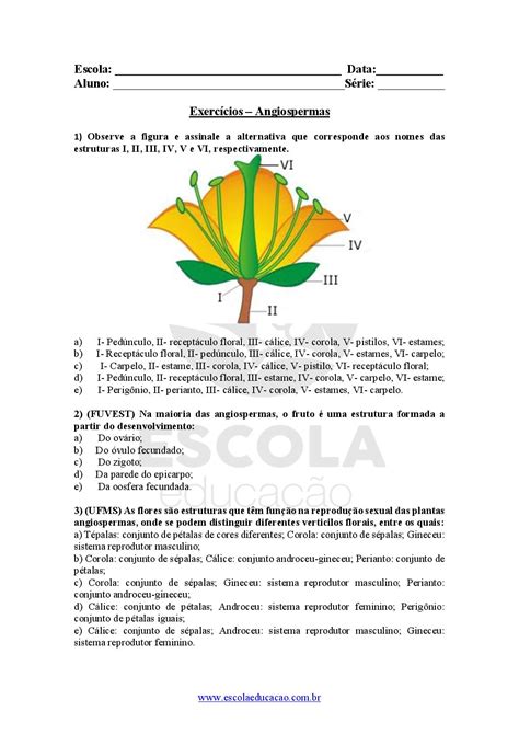 Exercícios Angiospermas Escola Educação