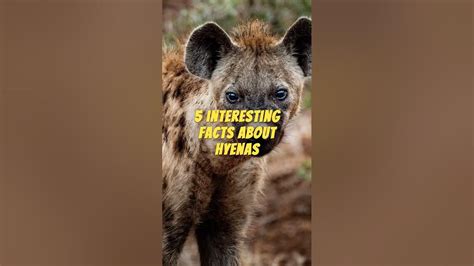 5 Interesting Facts About Hyenas Youtube