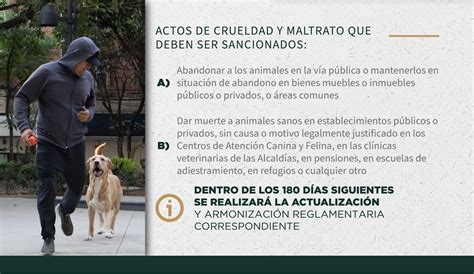 Curp Para Mascotas Ya Es Obligatorio En La Cdmx As Puedes