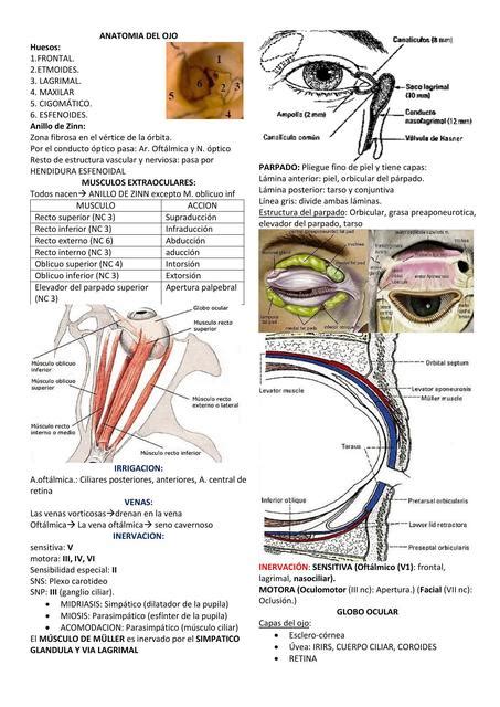 Anatomía del Ojo Mishelle Ch uDocz