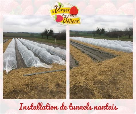 Installation Des Tunnels Nantais Le Verger Des Ptits D Lices