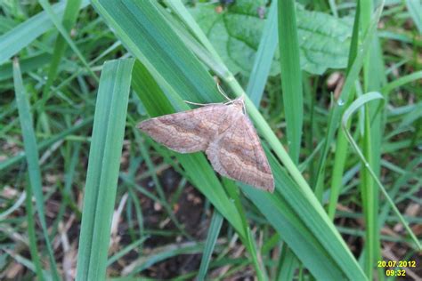 Shaded Broad Bar Nh Uk Scotopteryx Chenopodiata Vl Flickr