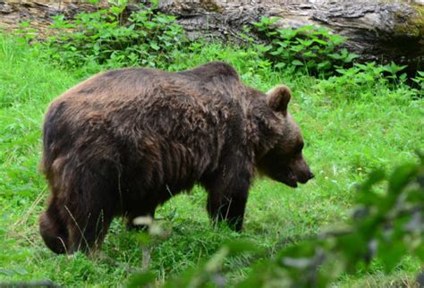 Slowakei J Ger Durch Bisse Schwer Verletzt Jagen Weltweit