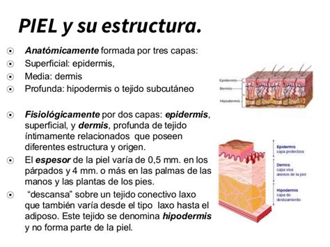 Estructura Del Sistema Tegumentario Cuerpo Humano