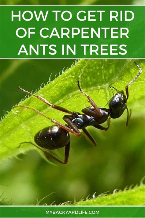 How To Get Rid Of Carpenter Ants In Trees 4 Simple Tips Carpenter