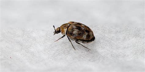 Carpet beetles: Signs you have an infestation and how to get rid of them