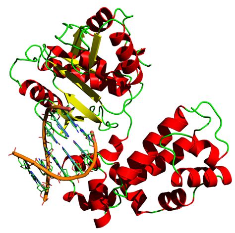 Difference Between Taq Polymerase And DNA Polymerase Taq Polymerase ...