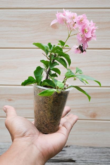 Premium Photo Cropped Hand Of Person Holding Potted Plant