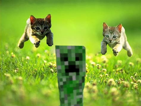 Minecraft Cats Wallpapers Wallpaper Cave