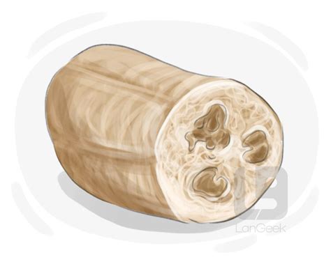 definition meaning  loofah langeek