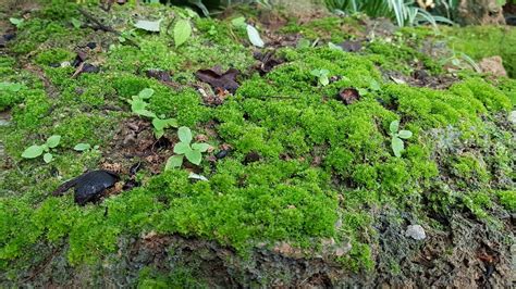 moss garden จัดสวนมอส สวนชื้น ใช้หินชนิดไหนดี - YouTube