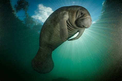 Download Animal Manatee Image