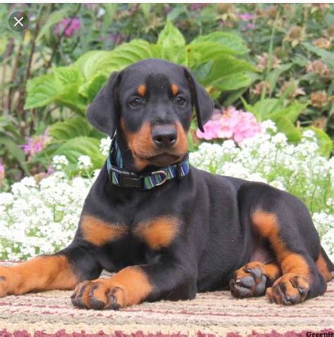 Pin By Debbie Lofthouse On DOBERMANS Doberman Pinscher Puppy