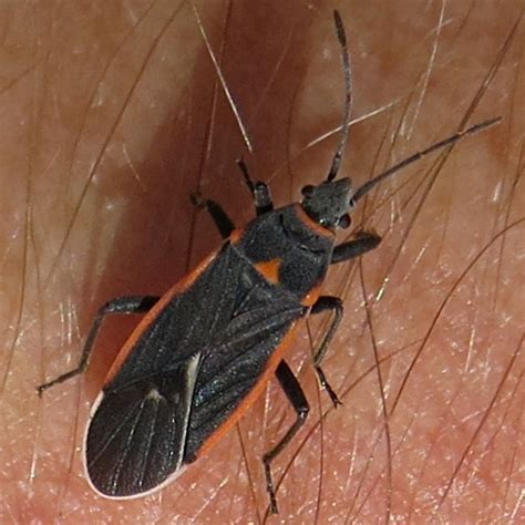 Black Bug With Red And White Wing Edges Melacoryphus Lateralis