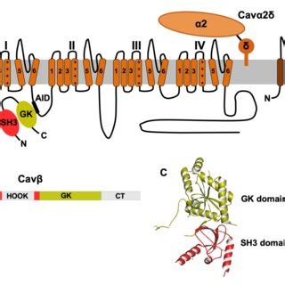 PDF Interactome of the β2b subunit of L type voltage gated calcium