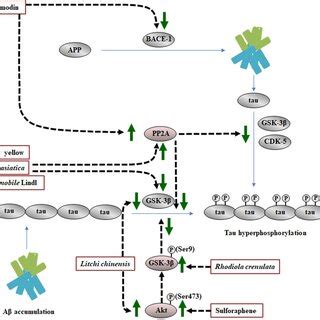 Schematic Representation Of The Effects Of Mhdis On A Induced Tau