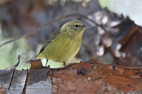 Orange Crowned Warbler Leiothlypis Celata Bird Facts