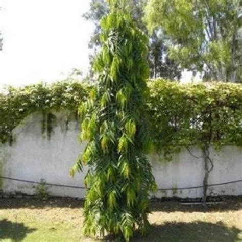 Ashok Plant At Rs 299 9 Plant Ashoka Tree In Orai ID 20827019312