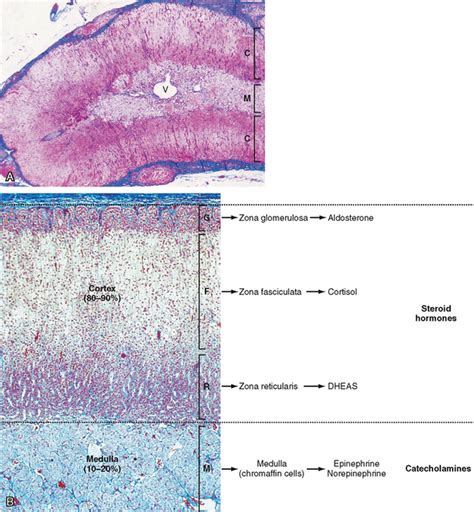 Adrenal Gland Histology Labeled