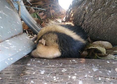 Batalhão Ambiental resgata tamanduá mirim em VG Mato Grosso Mais