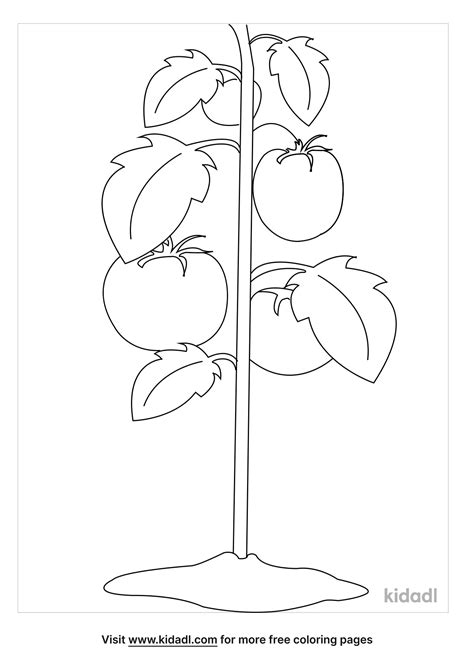 Free Tomato Plant Coloring Page Coloring Page Printables Kidadl