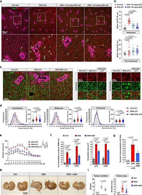 Azd1152 Inhibits Hyperpolyploidization Of Hepatocytes And Preneoplastic