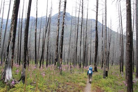 Red Eagle Lake Trail Glacier National Park 2021 All You Need To