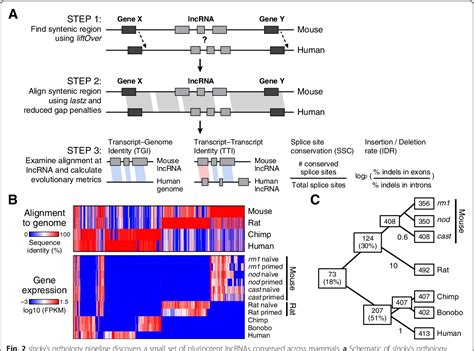 Figure 2 From Evolutionary Analysis Across Mammals Reveals Distinct